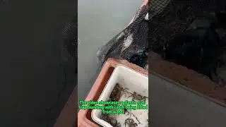 Fishing Skills: Crab Trapping Techniques & Eco-Catch Solutions | Trap Design Secrets