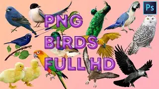 PNG CUT OUT HD BIRDS FILE IN PHOTOSHOP Free Download | PNG BIRDS || Yousuf Graphics