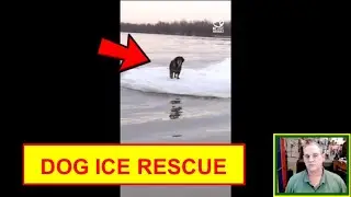 Dog stuck on ice flow in water.  Animal Rescue!