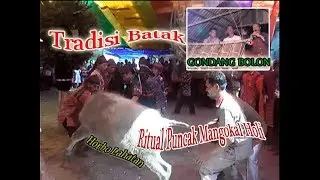 Tradisi adat batak | mangolat horbo | gondang sabangunan | ritual | puncak adat mangokkal holi