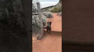 Otto doing hurdles