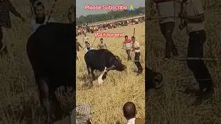 *_*#subscribe #status #trending #bigbuffalo #buffalo #short #shorts #moh #shortvideo #mohjuj #viral