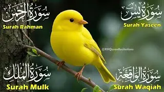 Relaxing & Beautiful Surah Yaseen (Yasin) |Surah Rahman | Surah Waqiah | Surah Mulk | Ep 77