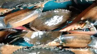 Indian  Fishing Videos  | Local Fishing  Videos    |Crazy Fishing  in  Village  | Crabs catching |