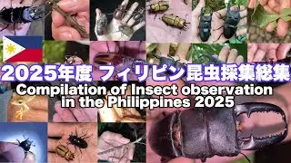 2025年 フィリピン昆虫採集総集編。新種や宝石昆虫カタゾウムシ、オオヒラタ、蝶など。Compilation of Insect observation in the Philippines 2025