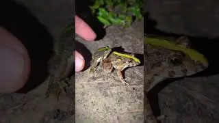 Funny train frog | prank frogs funny | catch frogs funny | tep longheng funny