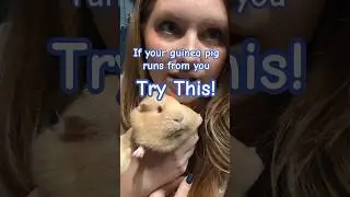 Tips for if your guinea pig runs when you reach to pick them up! 🐹