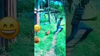 chicken 🐓 fighting #unitedstates #funny