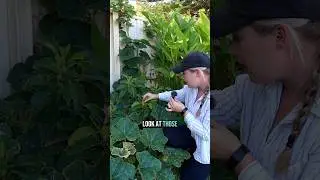 Pinkerton dwarf Avocado 🥑
