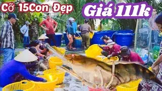 Giá Tôm Càng Cận Tết Nguyên Đán Tăng Nhẹ, Đầu Cỡ 15 Con Giá 111k