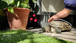 Lazy Turtle Enjoying the Sun ☀️🐢..!!