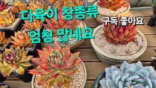 다육이 창종류도 가격도 엄청나네요 