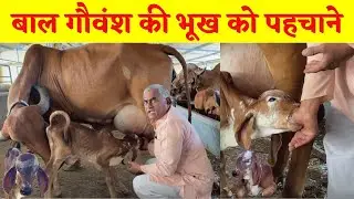 गाय के बच्चे की भूख को कैसे जाने