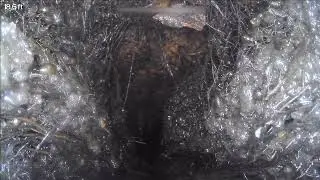 CNHInspections | Tree Roots | Aged Cast Iron Sewer Lateral