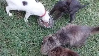 Pretty cats are eating dinner