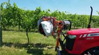 Leaf thinning at Millner Heritage Winery