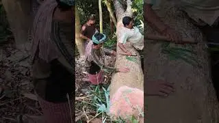 Tree draw cutting risk 