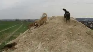 Die wilde Bande :-)
