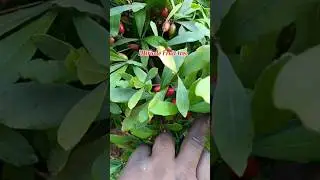 Miracle Fruit Plant // miracle plant care #miracle  #shorts  #fruit