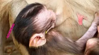 Sweet newborn baby monkey Mia sleeping well during get milk