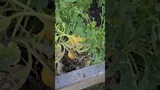 organic yellow melon plants @aykizworld2020