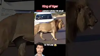 tiger book cross kar raha hai #jimcorbettwildlifeandnatureview #animals #lion #leopard #bigcatswildl