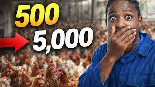 Yatangiriye ku nkoko 500… Clemence araduhishurira ibanga ryamugejeje ku 5,000!