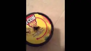 D-con mouse trap FAIL!