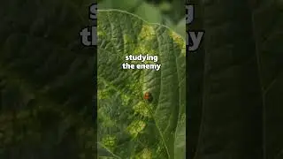 Studying the Enemy (Rotten Bugs)