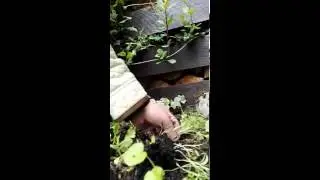 How to deal with plant pot overcrowding