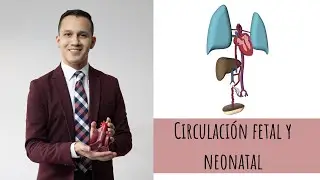 EMBRIOLOGÍA - CIRCULACIÓN FETAL Y NEONATAL EN 3D