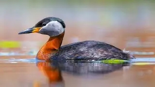 Red necked grebe (Podiceps grisegena) nesting and incubating eggs