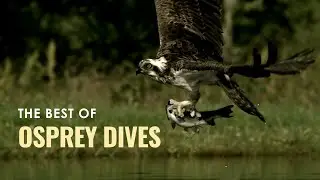 We love these Osprey Dives \\ High Def Slow Motion
