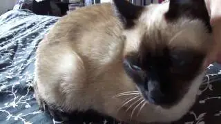 The proud and very sweet kitty!