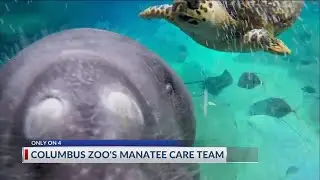 NBC4 Today&rsquo;s Manatee Week continues: Meet Stubby and the Manatee Coast care team