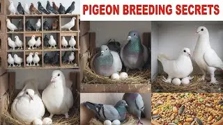 Pigeon Breeding Guide | How to Care for Your Breeding Pair & Eggs