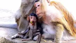mother monkey training her child to walk