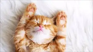 M&uacute;sica Relajante para dormir Gatos, M&uacute;sica para Relajar y Dormir Gatos y Gatitos Beb&eacute;s hermosos S2 &hearts;