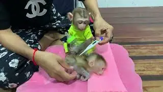 Rescuing & Caring for Baby Monkeys 🐒 | Daily Feeding and Health Check