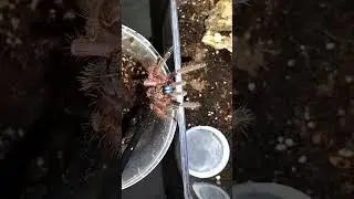 #bluefangtarantula #tarantula #tarantulasoftheworld