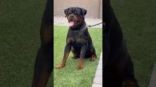 Top quality female Rottweiler