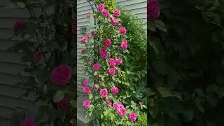 David Austin Rose Gertrude Jekyll #garden #rose#planting