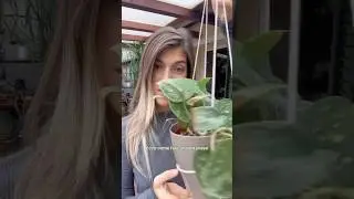 Tutorial: VASO SOSPESO fai da te #piante #faidate #shorts