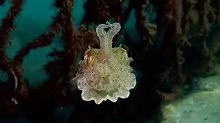 Mesmerising Camouflaged Cuttlefish Caught Shapeshifting