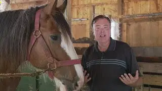 THIS BUD'S FOR YOU: Muskegon farm breeding, raising Clydesdales
