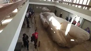 Colossal statue of Ramses II [ 1279 BC, 66 YEARS REIGN, 90 CHILDREN, MULTIPLE WARS] MEMPHIS MUSEUM