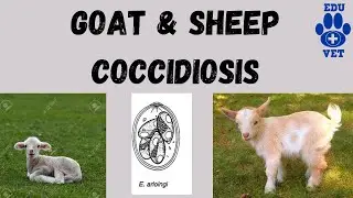 Sheep & Goat Coccidiosis-Veterinary Parasitology