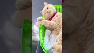 Vanlife | Cats of Vanlife | Devon | Postcard | Cat Harness Training | Travel | #shortsvideo #shorts