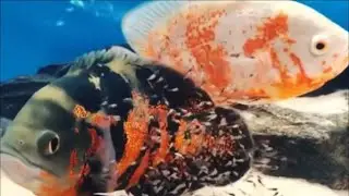 The Complete Life Cycle of Oscar Fish - Amazing Oscar Fish Breeding #2