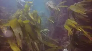 Diving on Port St Mary Ledge - Isle of man